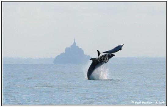 Baie Mt St Michel , Jullouville , Villa Caprice Rdc , 50 M Mer ,7 Pers , Pres Plage Dday Exterior foto